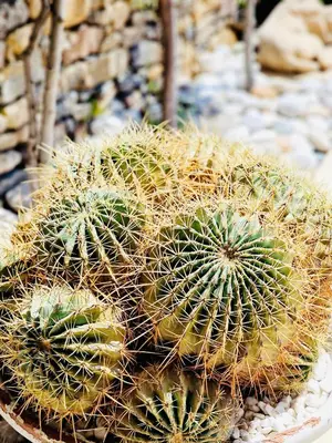 a group of cactuses sitting on top of rocks at Villa Lindos Kalliopi on Rhodes AMA 0 0 0 0 3 6 6 0 4 0 3 in Líndos