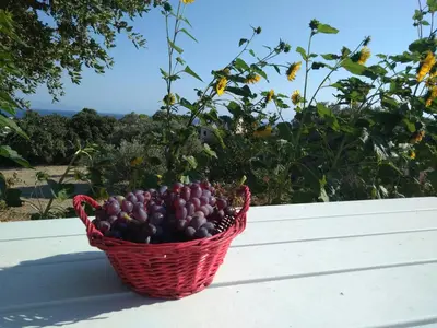 a basket of grapes sitting on a table at Stan&Family in Kalavárda