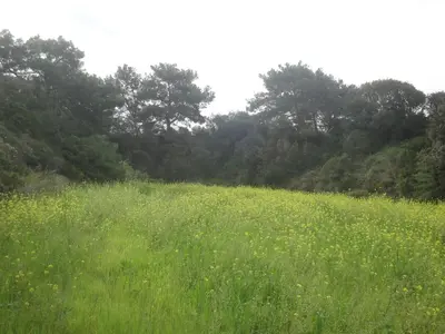 a field of grass with trees in the background at Stan&Family in Kalavárda