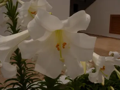 a close up of a white flower at Maria Apartments in Pefki Rhodes