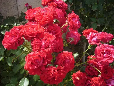 a bunch of red flowers on a bush at Rhodian Rose Hotel in Faliraki