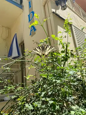 a plant in front of a building with a sign at Maison Masse - Historic Residence with Private Courtyard in Rhodes Town
