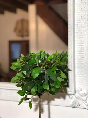 a green plant in front of a mirror at Villa Smaragdi-Despoina in Malona Village