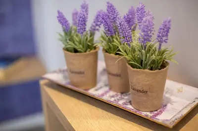 three potted plants sitting on top of a table at Akalli Studios in Ixia