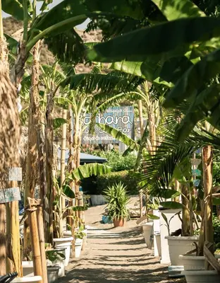 a pathway lined with palm trees in a resort at Tsambikos Apts in Faliraki