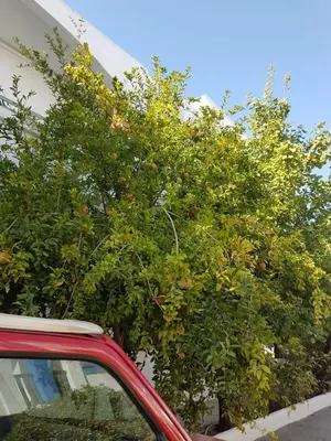 a red car parked in front of a tree at Thalassa Studios in Faliraki