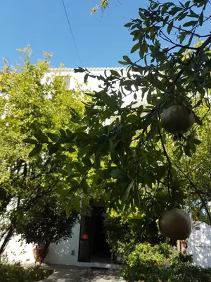 a tree with green leaves in front of a building at Thalassa Studios in Faliraki