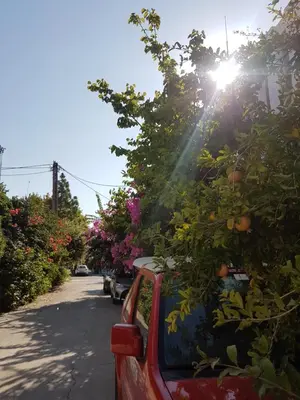 a car with an orange tree on the side of a road at Thalassa Studios in Faliraki