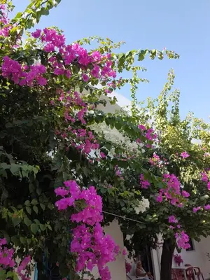 a bunch of pink flowers on a building at Thalassa Studios in Faliraki