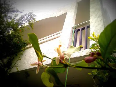 a flower on a plant in front of a window at Thalassa Studios in Faliraki