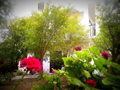 a tree with pink flowers in front of a building at Thalassa Studios in Faliraki