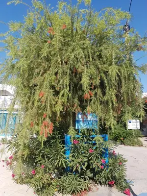a large tree with flowers on a street at Thalassa Studios in Faliraki