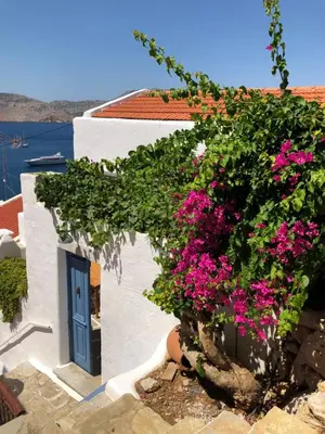 a white building with a blue door and pink flowers at Plesner House, Symi Greece in Symi