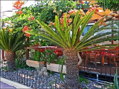 a garden with two palm trees and flowers at Kalathos Sun Hotel in Kalathos