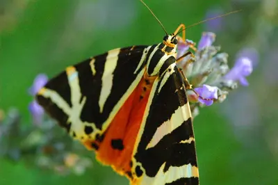 a butterfly is sitting on a purple flower at Vivian Studios in Ialyssos
