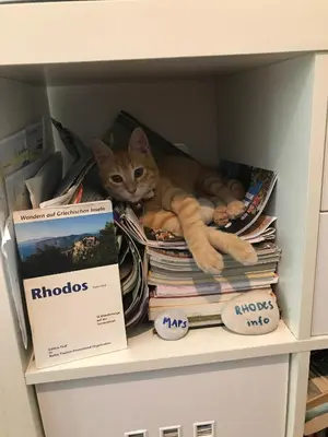 a cat laying on a pile of books in a cabinet at Vivian Studios in Ialyssos