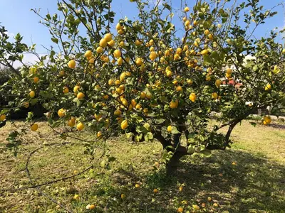 an orange tree with lots of oranges on it at Villa Sophia in Soroni