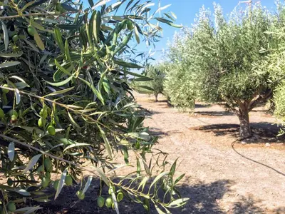 a row of olive trees in an orchard at Ktima Tzaneti in Lachania