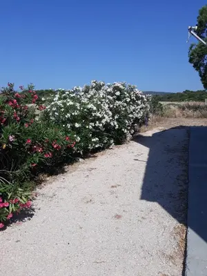 a walkway with flowers on the side at Villa Fantasea in Plimmiri