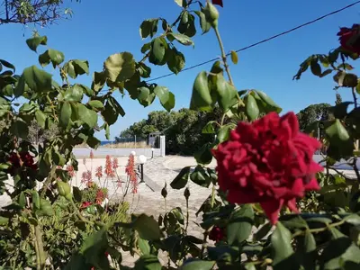 a rose bush with a red flower in the foreground at Villa Fantasea in Plimmiri