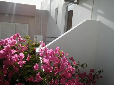 a bunch of pink flowers in front of a white wall at Maria Studios and Apartments in Haraki