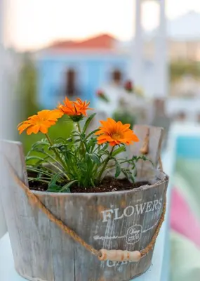 a flower pot with orange flowers in it at Amazing House in Halki in Halki