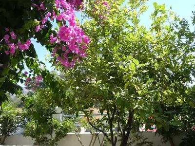 a tree with pink flowers hanging over a fence at Castle View Apartments in Haraki