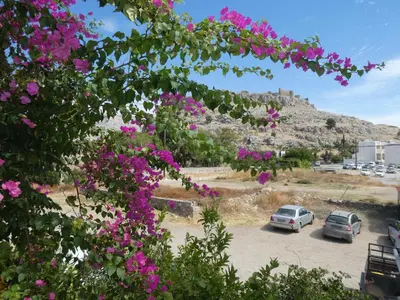 two cars parked in a parking lot with pink flowers at Castle View Apartments in Haraki
