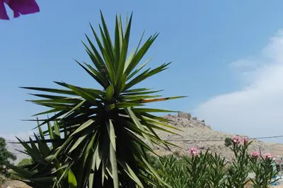 a palm tree in the desert with a hill in the background at Castle View Apartments in Haraki