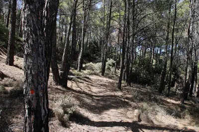 a dirt trail in a wooded area with trees at Rustic House in Émbonas
