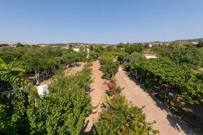 an overhead view of a plantation of trees at Eleftherias Garden House in Afantou