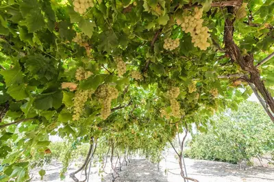 a bunch of grapes hanging from a tree at Lianas Garden House in Rhodes Town