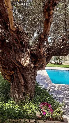 a tree in a garden with flowers next to a pool at Olive Sense Villa with jacuzzi and sauna in Afantou