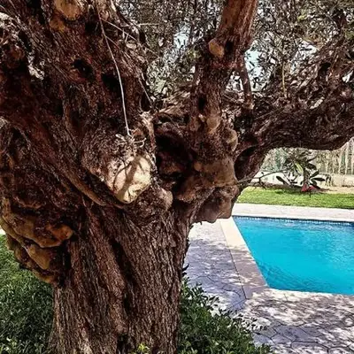 Olive Sense Villa with jacuzzi and sauna