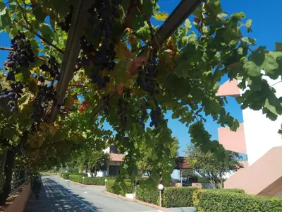 a street with grapes hanging from the trees at Kyriakos Studios in Afantou