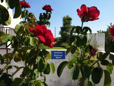 a bush with red flowers and a sign on a wall at Sea Breeze Villa in Haraki