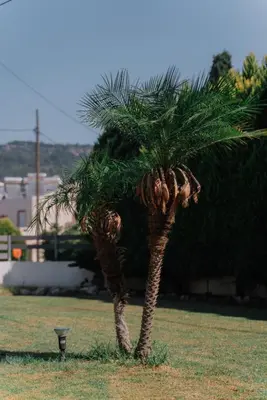 a small palm tree in a grass field at Villa Stamatina in Pastida