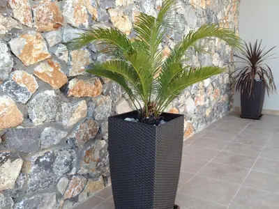 a plant in a black vase in front of a stone wall at Villa Anna in Pefki Rhodes