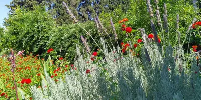 a field of flowers with red flowers and grass at Villa Dalia in Archangelos