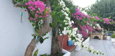 a bunch of pink and white flowers on a wall at Nikos studios in Livadia