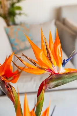 a close up of a flower on a plant at FlyViewFlatsBLUE PrivateHotTub with SeaView in Rhodes Town