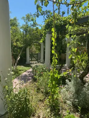 a garden with white columns and plants at Oliveyard Stone Built House- with pool non chlorin in Koskinou