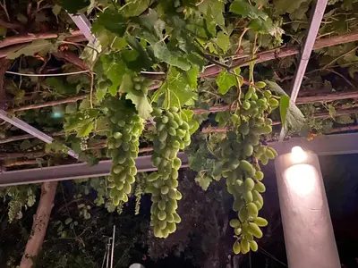 a bunch of green grapes hanging from a ceiling at Oliveyard Stone Built House- with pool non chlorin in Koskinou