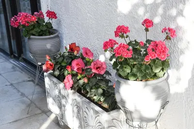 two white vases with red flowers on a window sill at ANGELA STUDIOS in Kremasti
