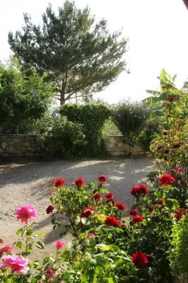 a bunch of red flowers in a garden at Dora's House in Ístrios