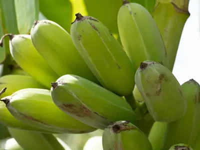 a bunch of green bananas hanging from a tree at Dora's House in Ístrios