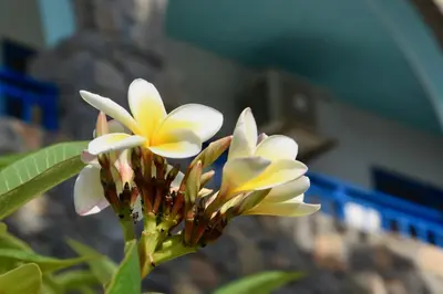 a group of white and yellow flowers on a plant at Nitsa's Apartments in Megálon Choríon