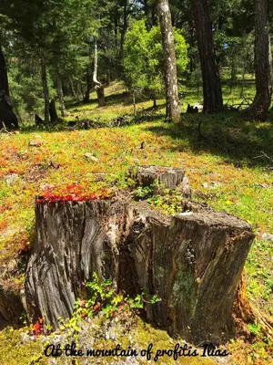a tree stump with flowers growing out of it at Areti's Traditional house in Apóllona
