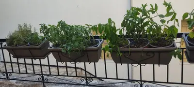 four pots of plants are on a fence at Anastasia Hotel in Symi