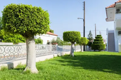 two trees in the grass next to a fence at Anixis Hotel & Apartments in Ialyssos